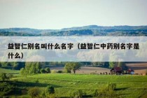 益智仁别名叫什么名字（益智仁中药别名字是什么）