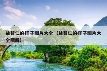 益智仁的样子图片大全（益智仁的样子图片大全图解）