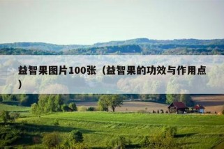 益智果图片100张（益智果的功效与作用点）