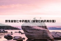 野生益智仁中药图片（益智仁的药用价值）