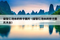 益智仁泡水的样子图片（益智仁泡水的样子图片大全）