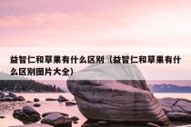 益智仁和草果有什么区别（益智仁和草果有什么区别图片大全）