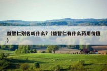 益智仁别名叫什么?（益智仁有什么药用价值）