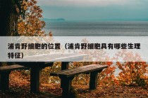 浦肯野细胞的位置（浦肯野细胞具有哪些生理特征）