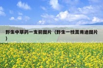 野生中草药一支箭图片（野生一枝蒿用途图片）