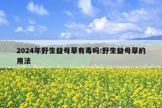 2024年野生益母草有毒吗:野生益母草的用法