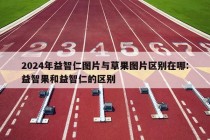 2024年益智仁图片与草果图片区别在哪:益智果和益智仁的区别